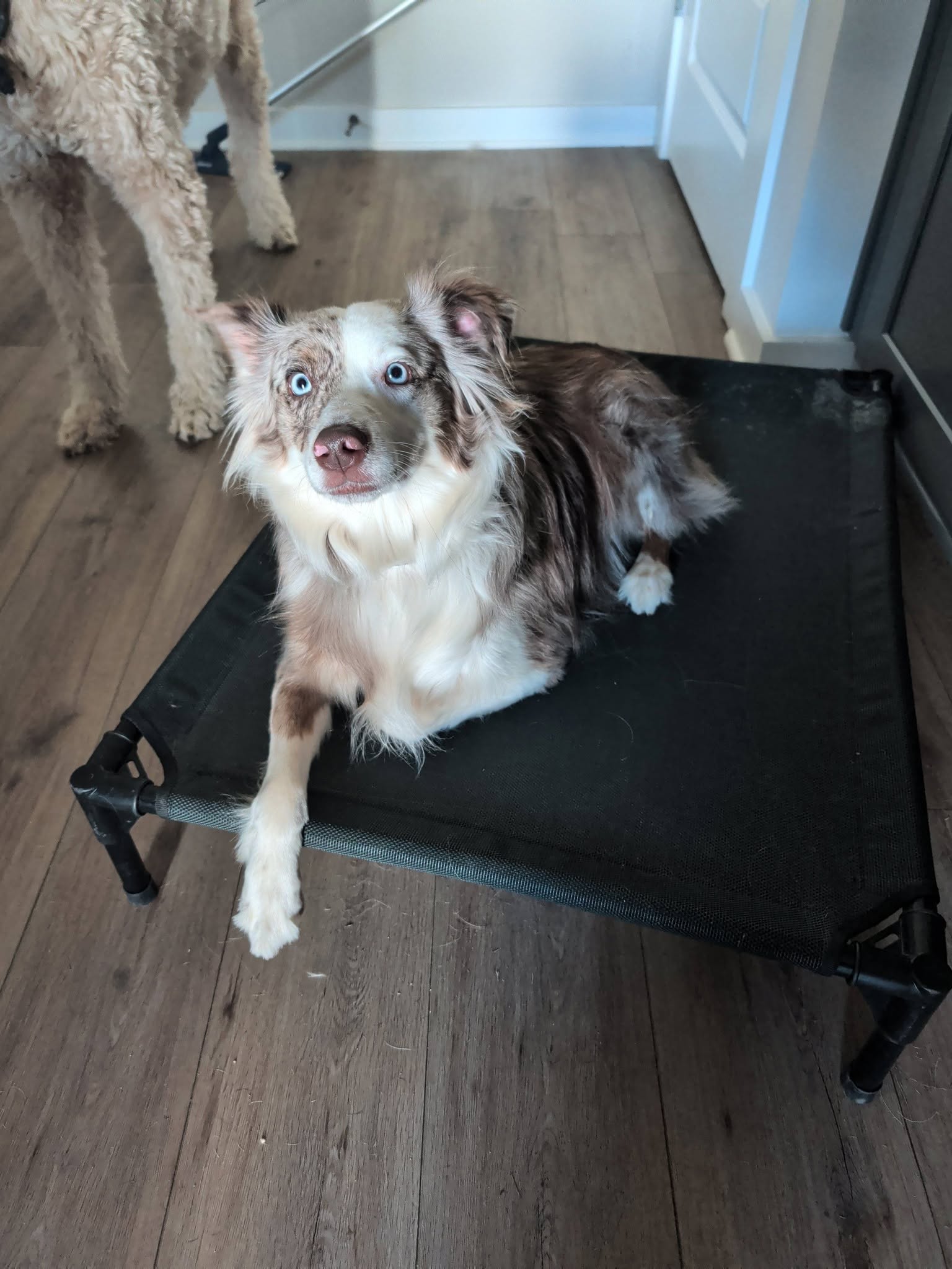 Training dog 2