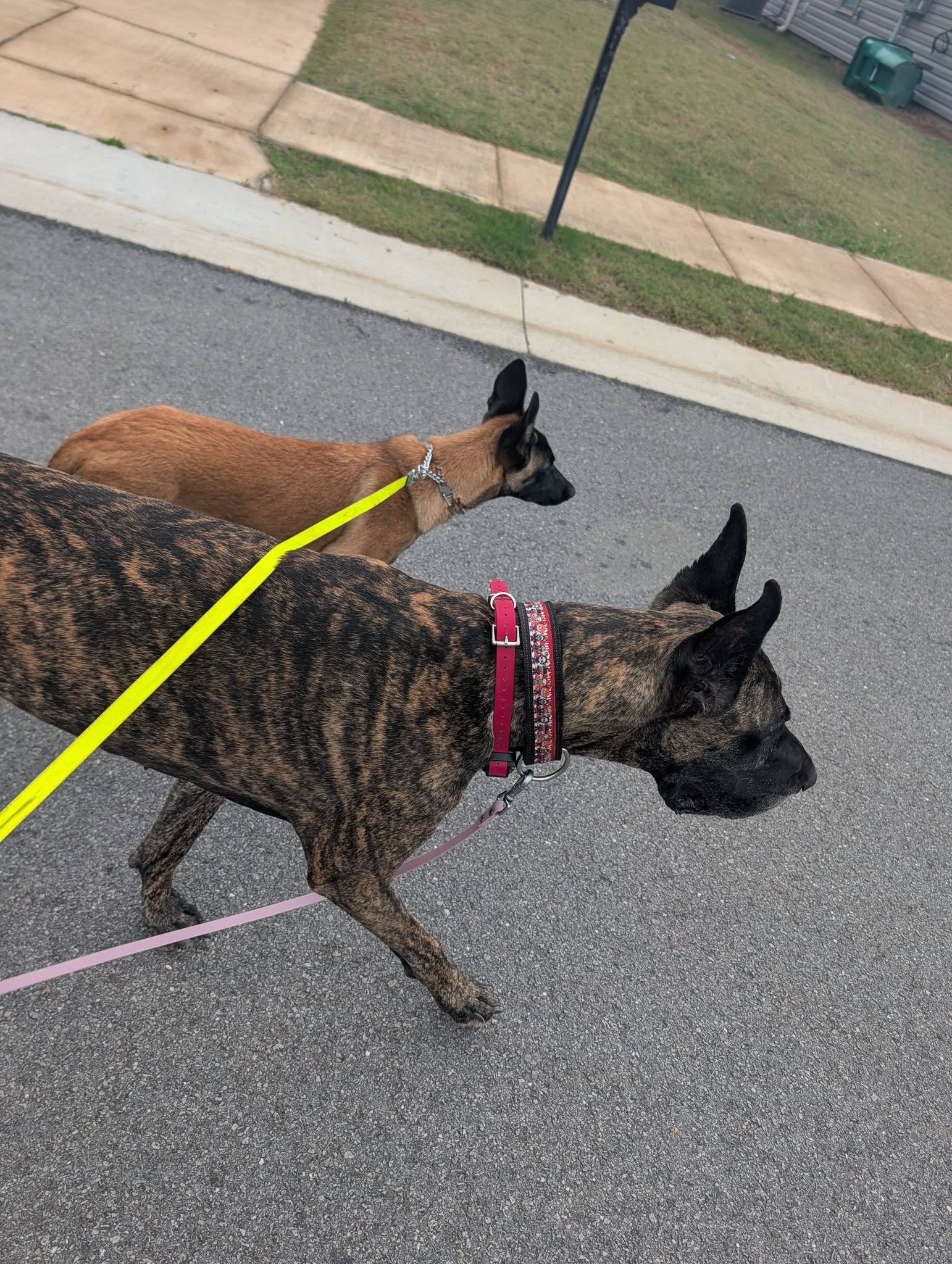 Training dog 4