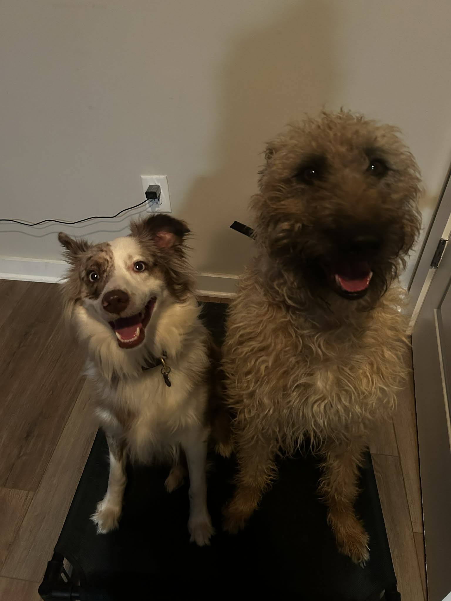 Training dog 9
